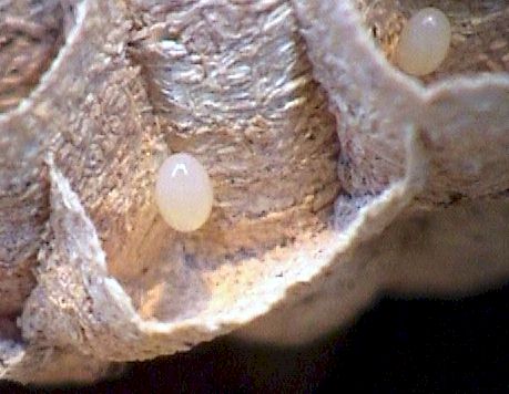 Das weißliche, länglich-ovale Ei wird im unteren Drittel der sechseckigen Zelle angeklebt