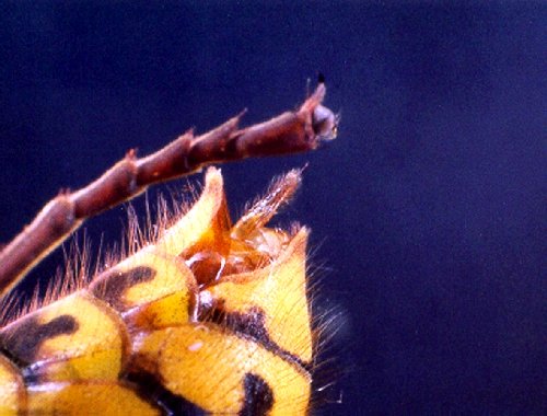 Detailansicht eines Hornissenstachels, Foto: Dr. Elmar Billig