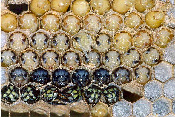 Mehrere Wespenbrutstadien auf einem Bild, Foto von Dr. Elmar Billig
