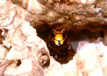 Guard of the nest input of a "hornet castle"