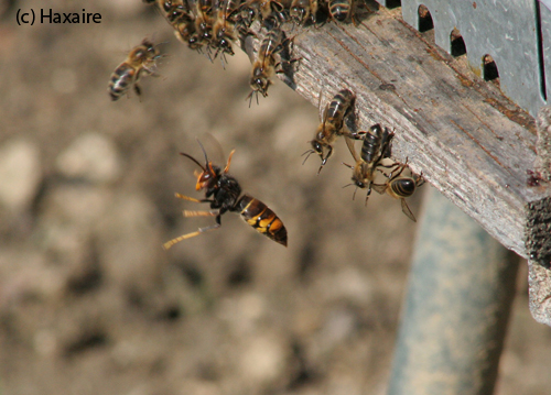 Copyright: Haxaire - Jagd der Vespa velutina auf Honigbienen
